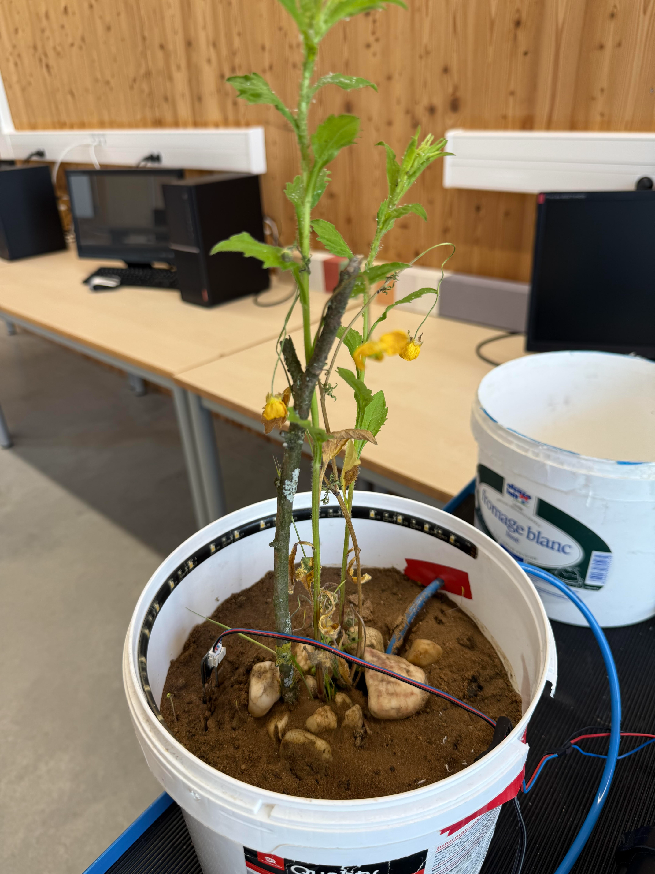 Serre Connectée & Autonome